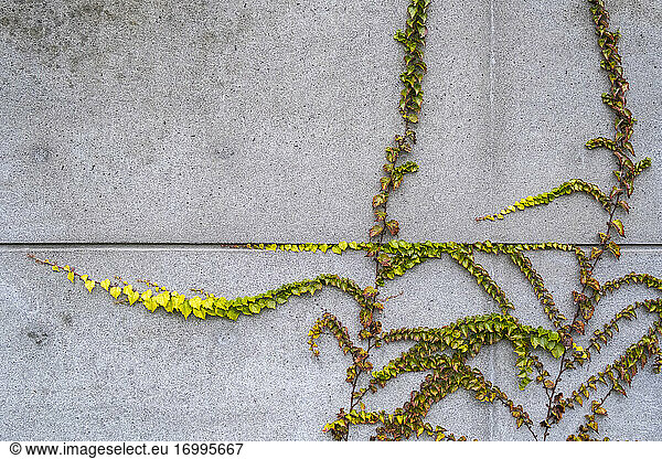 Vine growing along concrete building wall  autumn