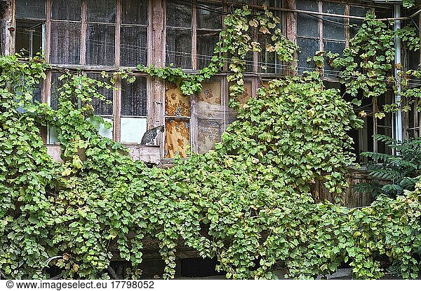 Vine leaves growing on houses in Old Tbilisi  Georgia  Caucasus  Middle East  Asia