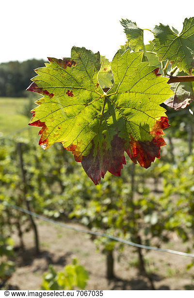 Vine leaves  vine in a vineyard