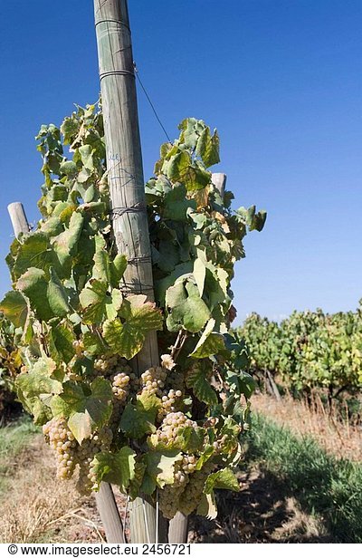 Vines gebunden an Draht auf Polen Concha y Toro Weinberg Santa Cruz Colchagua Tal Chile