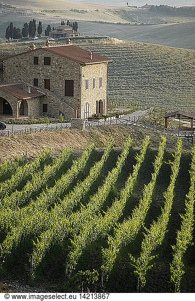 Vineyard  Agriturismo Marcampo  Volterra  Tuscany  Italy