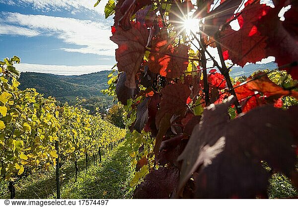 Vineyard in autumn  Schönberg  Freiburg im Breisgau  Black Forest  Baden-Württemberg  Germany  Europe
