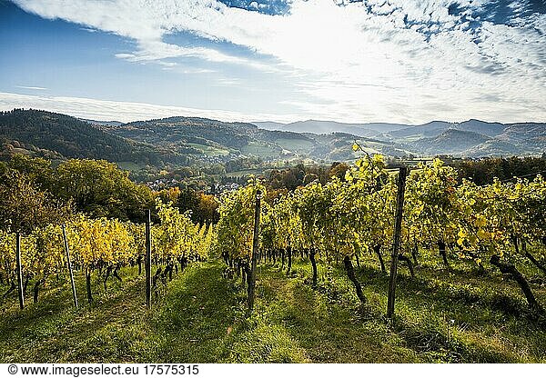 Vineyard in autumn  Schönberg  Freiburg im Breisgau  Black Forest  Baden-Württemberg  Germany  Europe