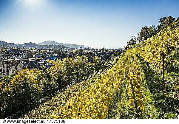 Vineyard in autumn  Schlossberg  Freiburg im Breisgau  Black Forest  Baden-Württemberg  Germany  Europe