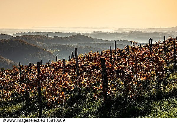 Vineyard in autumn with red foliage at sunrise on the Sausal Wine Route  Kitzeck  Southern Styria  Styria  Austria  Europe