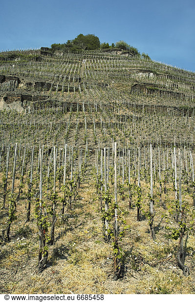 Vineyard in Germany  Europe