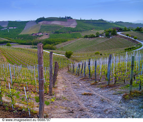 Vineyard in Piedmont  Italy