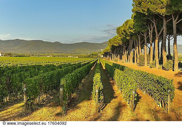 Vineyard near Bolgheri  Maremma  Province of Livorno  Tuscany  Italy  Europe