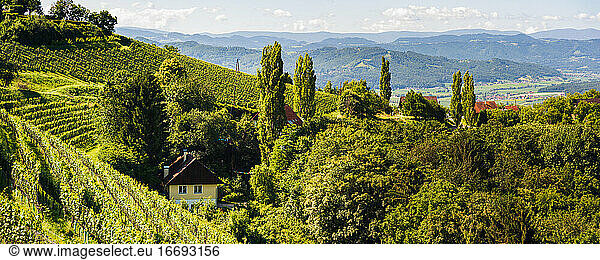 Vineyard on Austrian countryside. Landscape of styrian nature.