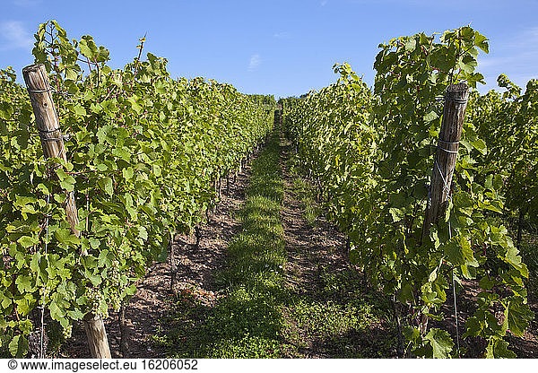Vineyard  Riquewihr  Alsace  France