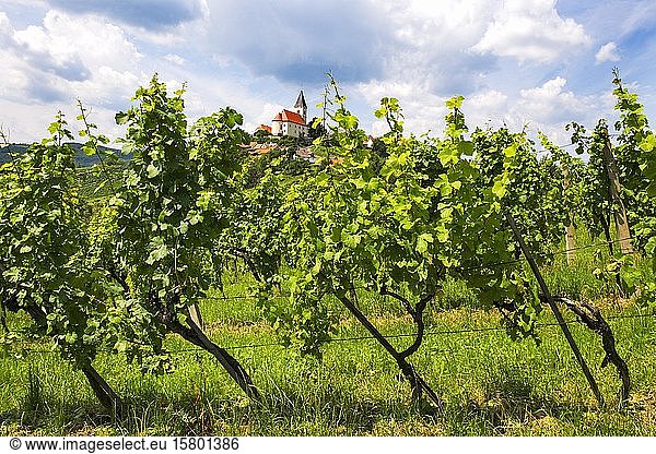 Vineyard  Sankt Anna am Aigen  South Styrian wine country  Styrian market  Austria  Europe
