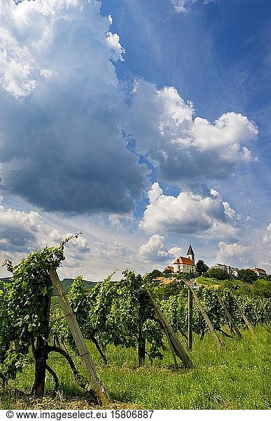 Vineyard  Sankt Anna am Aigen  South Styrian wine country  Styrian market  Austria  Europe