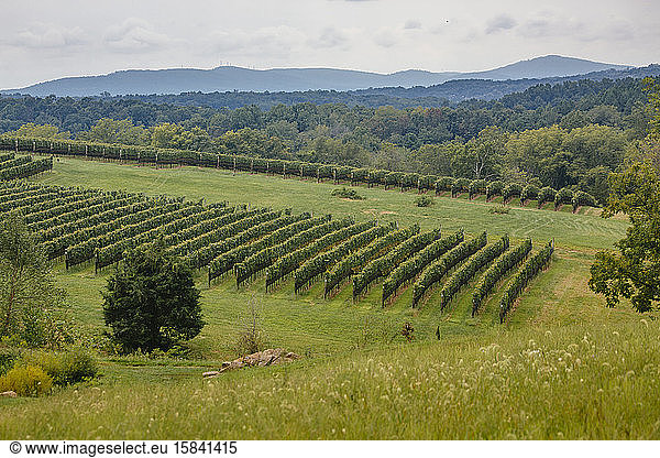 Vineyard scenes at Stone Tower Winery in Leesburg  Virginia