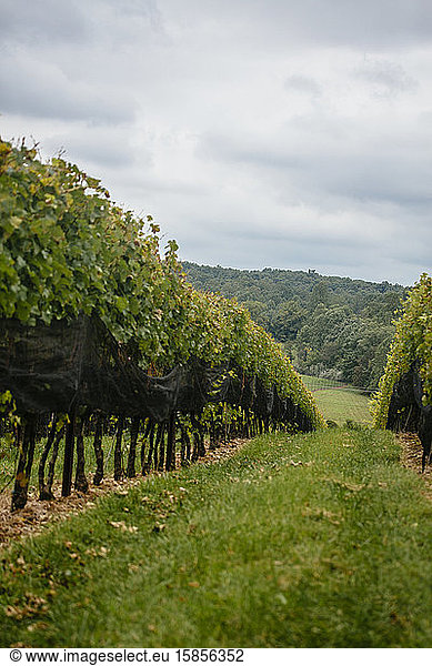 Vineyard scenes at Stone Tower Winery in Leesburg  Virginia