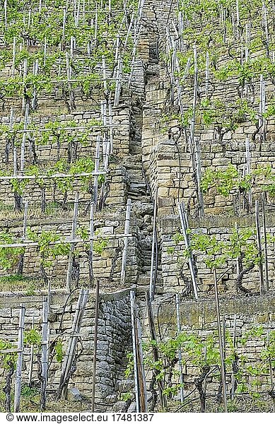 Vineyard stairs  dry stone walls  sandstone walls in vineyard  Baden-Württemberg  Germany  Europe