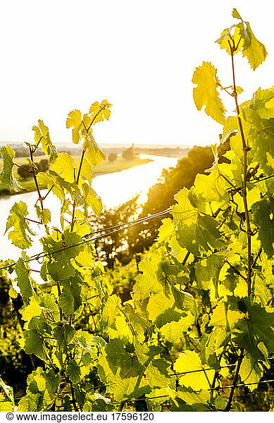 Vineyard vines at summer sunset