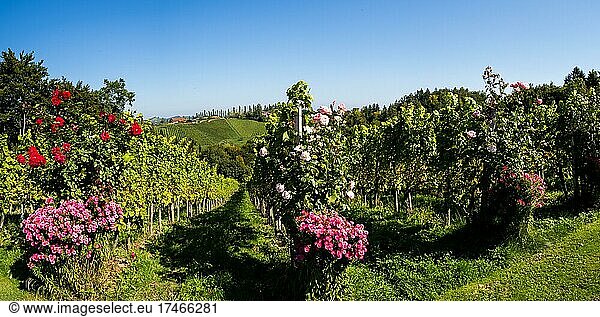 Vineyard with vines  roses and asters in the South Styrian hilly landscape  South Styrian Wine Route  Styria  Austria  Europe
