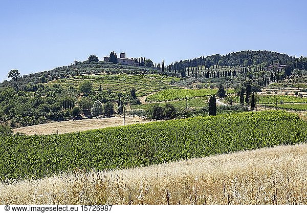 Vineyards and olive trees in a hilly landscape  near Chianti  Tuscany  Italy  Europe