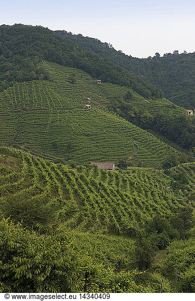Vineyards between Guia and Guietta  Veneto  Italy  Europe