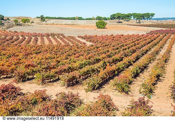Vineyards in Autumn. Ribera del Duero  Burgos province  Castilla Leon  Spain.