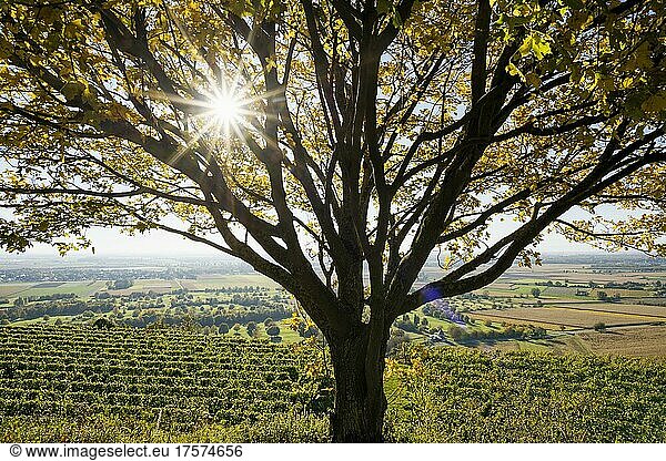 Vineyards in autumn  Tuniberg  near Freiburg im Breisgau  Baden-Württemberg  Germany  Europe