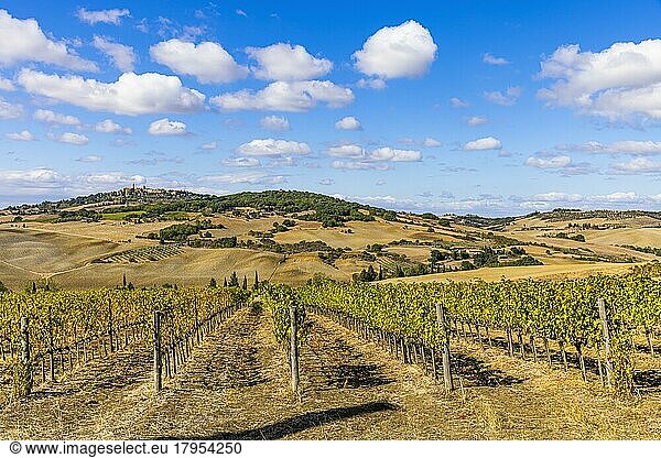 Vineyards in hilly landscape  view from Monticchiello  in the back the town of Pienza