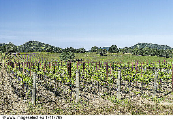 Vineyards in rural Sonoma.