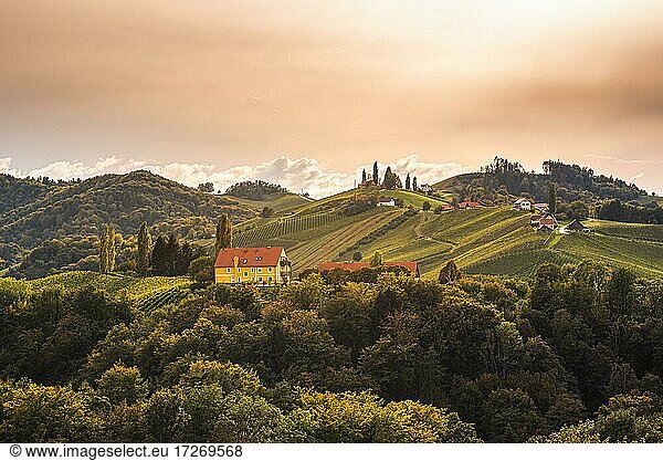 Vineyards in South Styria  beginning of autumn  landscape  Gamliz  Austria  Europe