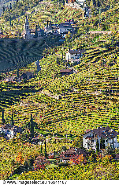 Vineyards near Bolzano  Trentino-Alto Adige  South Tyrol  Italy