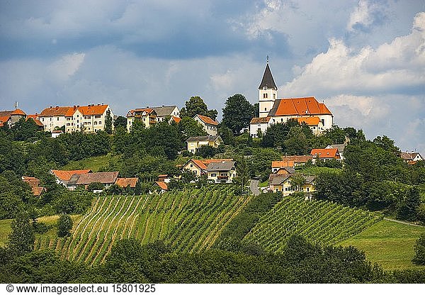 Vineyards  Sankt Anna am Aigen  South Styrian wine country  Styrian market  Austria  Europe