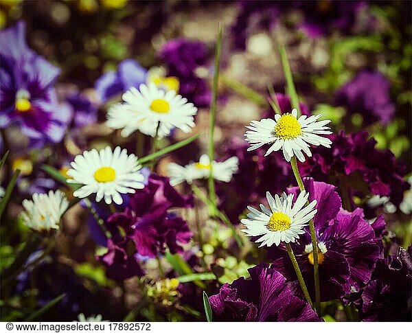 Vintage Retro-Effekt gefiltert Hipster-Stil Bild der blühenden Feldblumen Stiefmütterchen (viola tricolor) im Frühjahr. Geringe Tiefenschärfe