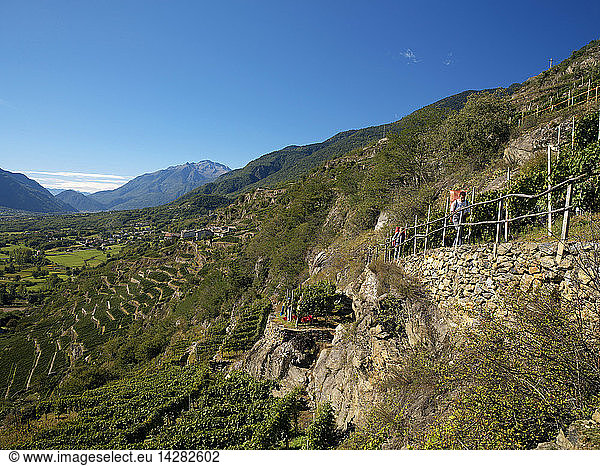 Vintage  Sassella terrace-cultivation  Castione  Valtellina  Lombardy  Italy