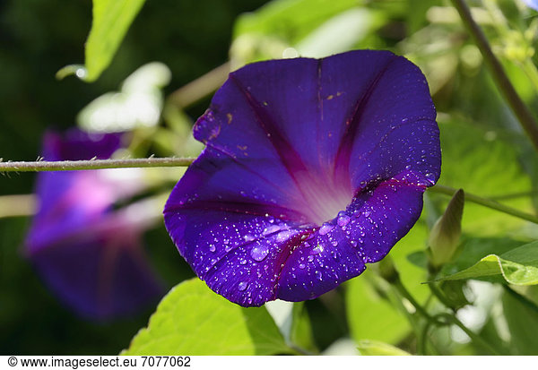 Violette Blüte  Prunkwinde  Trichterwinde oder Prachtwinde (Ipomea tricolor  syn. violacea)