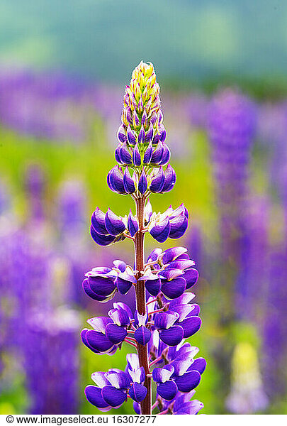Violette Lupine blüht im Frühling