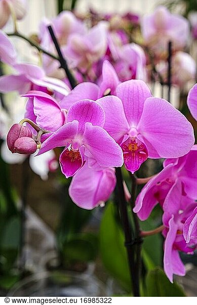 Violette Orchidee  Phalaenopsis  Mallorca  Balearische Inseln  Spanien.