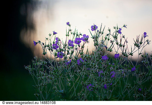 Violette Wildblumen  Nahaufnahme