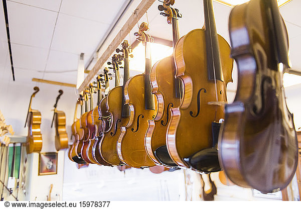 Violin making  violins handing in a row