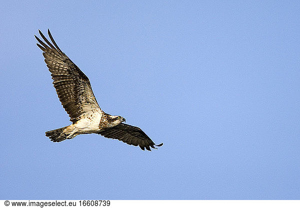 Visarend in vlucht; Osprey in flight