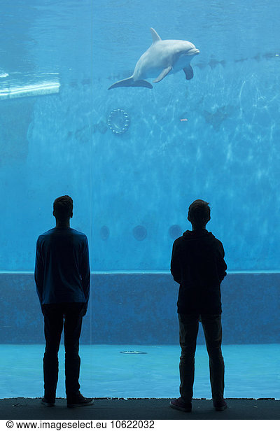Visitors looking at dolphin in aquarium