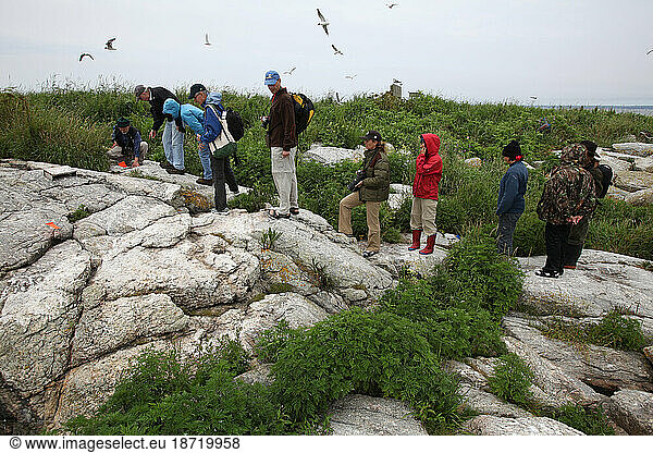 Visitors to the Project Puffin on Eastern Egg Rock Island  Maine.