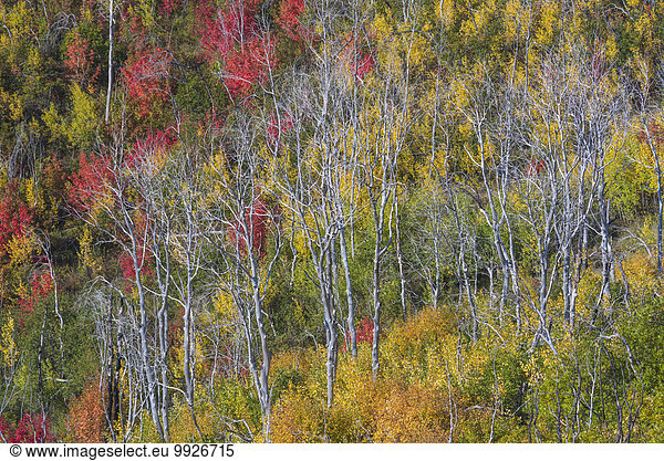 Vivid autumn foliage colour on maple and aspen tree leaves.