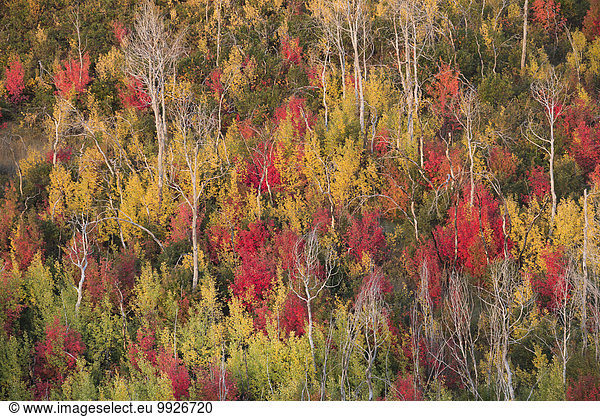 Vivid autumn foliage colour on maple and aspen tree leaves and regrowth after fire.