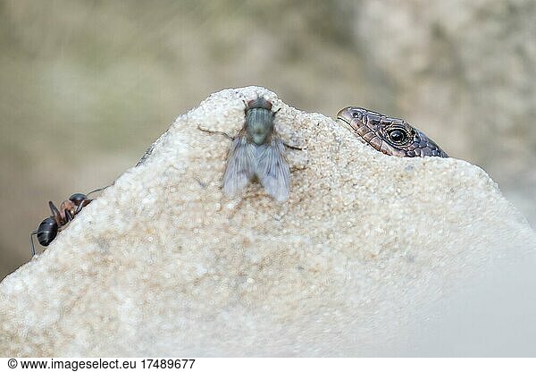Viviparous lizard (Lacerta vivipara)  lurking behind stone for fly and ant  Hesse  Germany  Europe