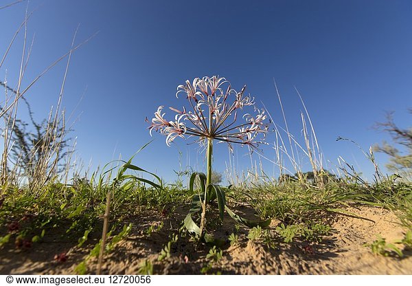 Vlei Lily (Nerina laticoma)  in flower after first summer rain  Kgalagadi Transfrontier Park  South Africa.