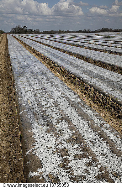Vliesclochen auf dem Feld ausgebreitet  um das Pflanzenwachstum zu fördern  Boyton  Suffolk  England