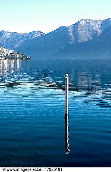 Vogel auf Mast am Luganer See in der Schweiz
