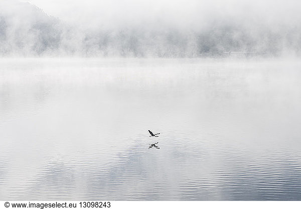 Vogel überfliegt den Ohio River bei Nebelwetter