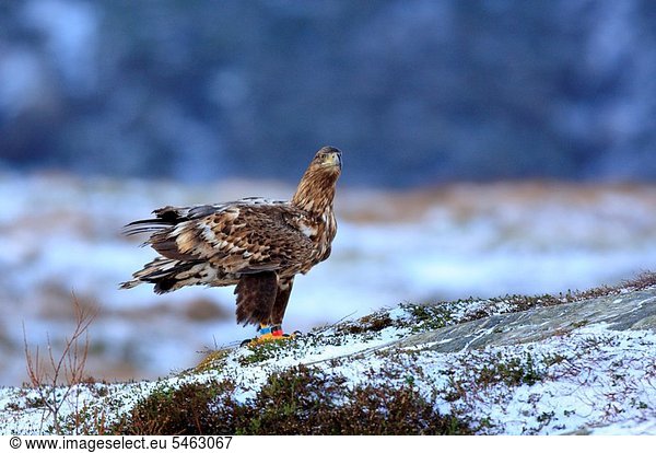Vogel Beutetier Beute
