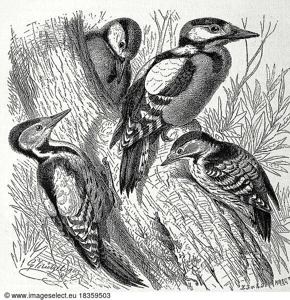 Vogel  Buntspecht (Dendrocopos major)  Syn.: Picoides major  Mittelspecht  Leiopicus medius  Syn.: Dendrocoptes medius  Dendrocopos medius und Kleinspecht  Dryobates minor  Syn.: Dendrocopos minor  Historisch  digital restaurierte Reproduktion von einer Vorlage aus dem 19. Jahrhundert