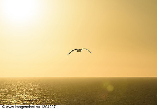 Vogel fliegt bei Sonnenuntergang über das Meer